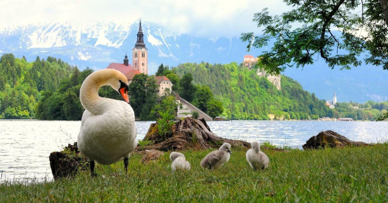 Apartma As Bled Eksteriør billede